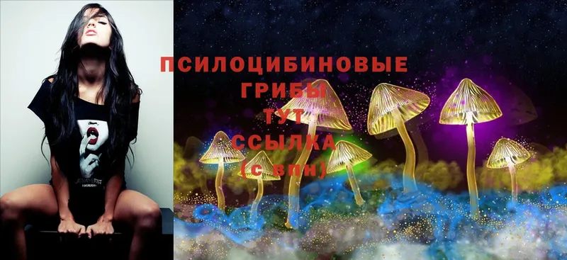 Галлюциногенные грибы MAGIC MUSHROOMS  Багратионовск 