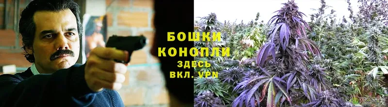 Каннабис OG Kush  Багратионовск 